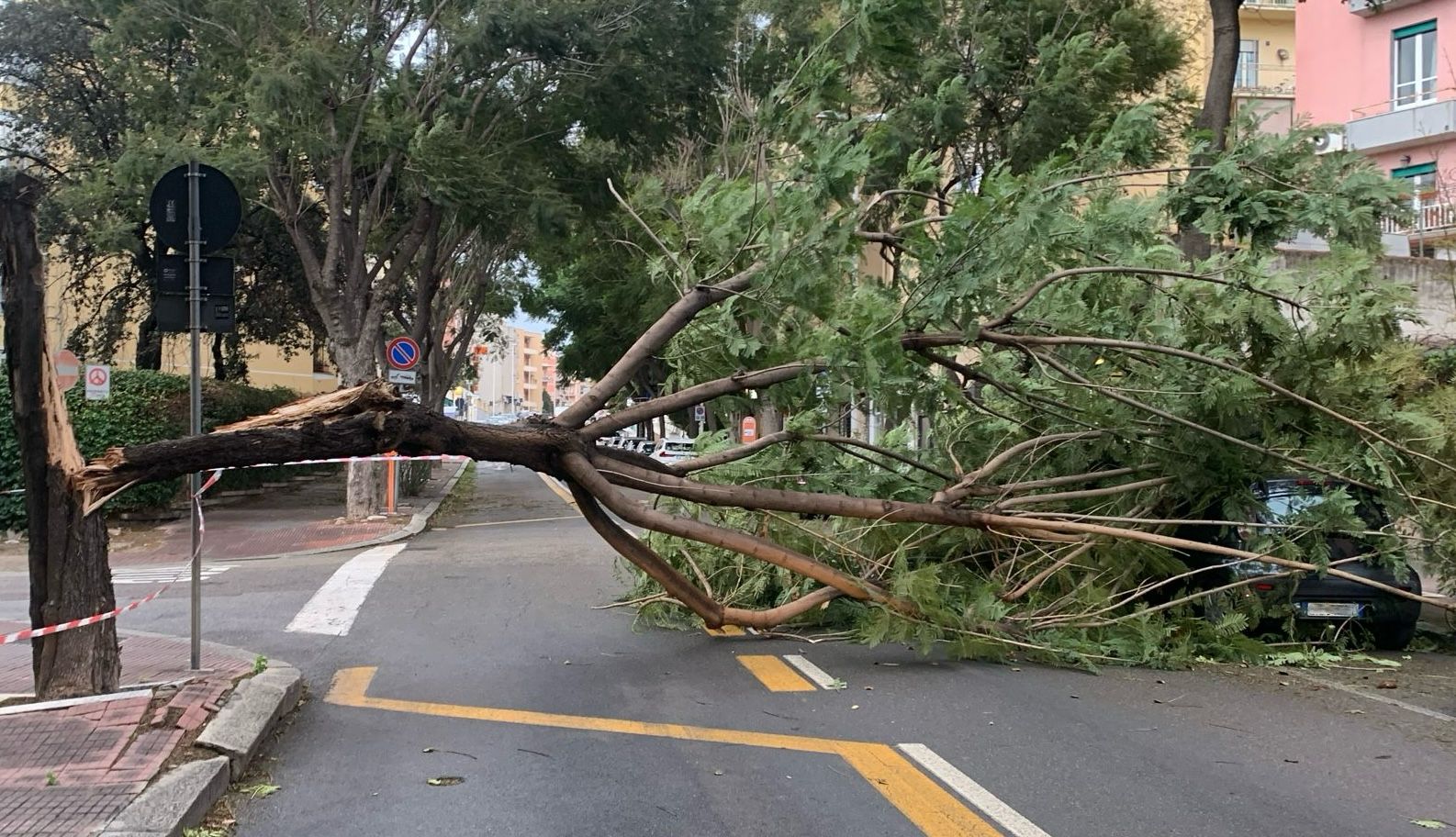 Cagliari, paura in via Pessina e via Dante: crollano due alberi