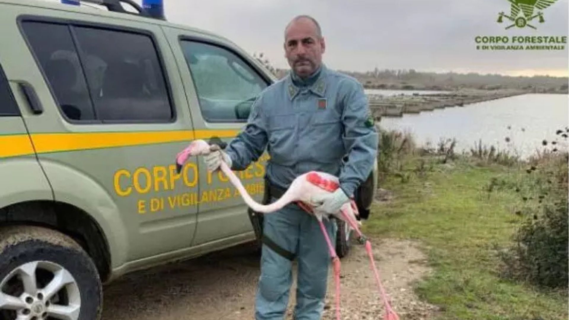 Cabras, Forestale in azione: salvato un fenicottero ferito