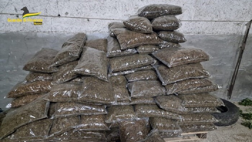 Sarule, oltre 1400 piante di marijuana ad elevato Thc: arrestato un 49enne