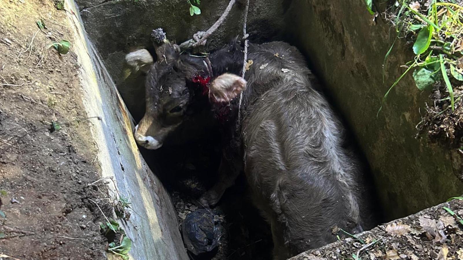 Oschiri-Pattada, vitello cade in un pozzetto: salvato con carrucole