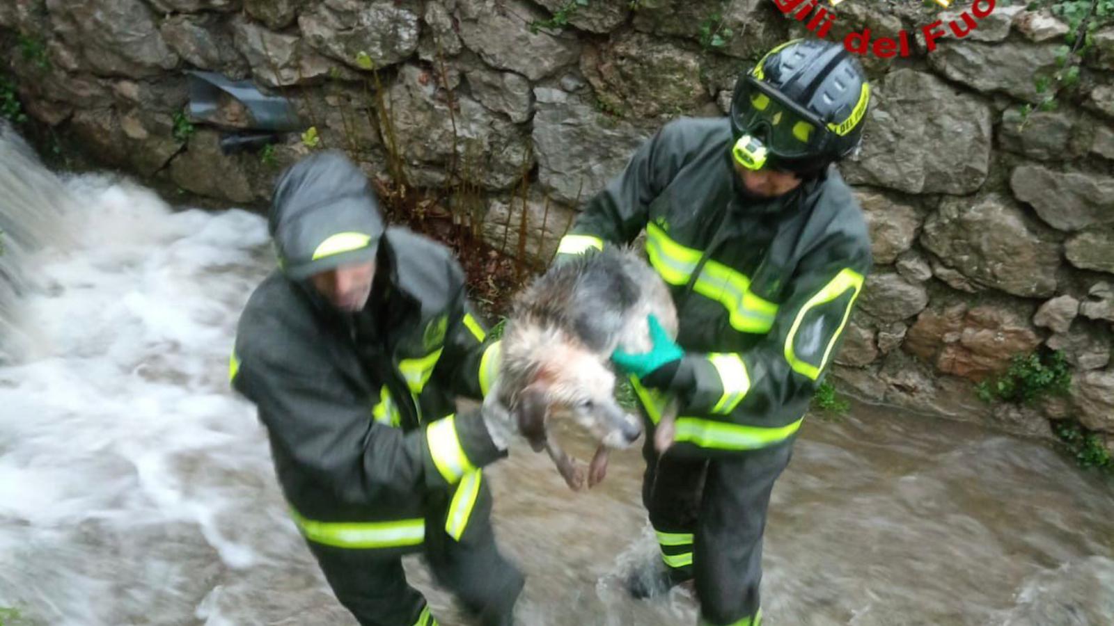 Jerzu, cane precipita nel canale: salvato dai vigili del fuoco